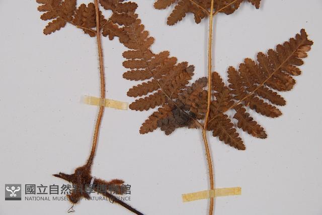 姬蕨藏品圖，第3張