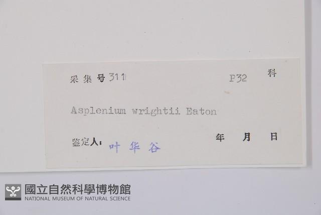 萊氏鐵角蕨藏品圖，第3張