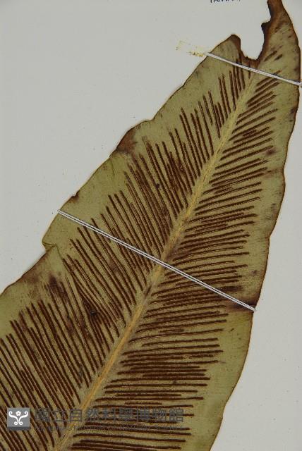 山蘇花藏品圖，第3張