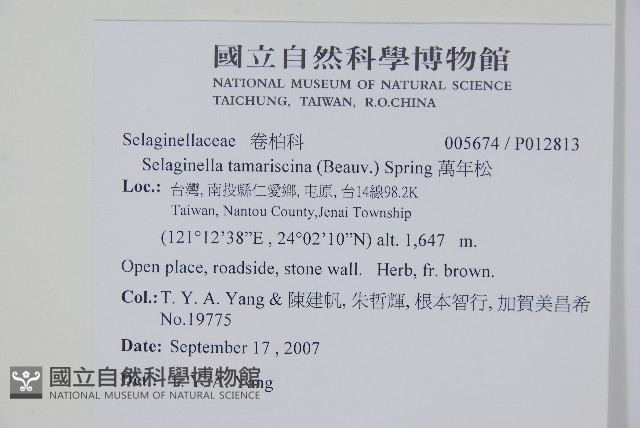 萬年松藏品圖，第2張