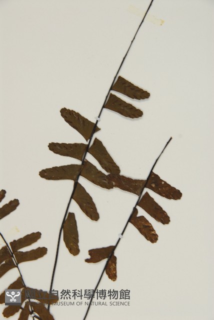 生芽鐵角蕨藏品圖，第3張