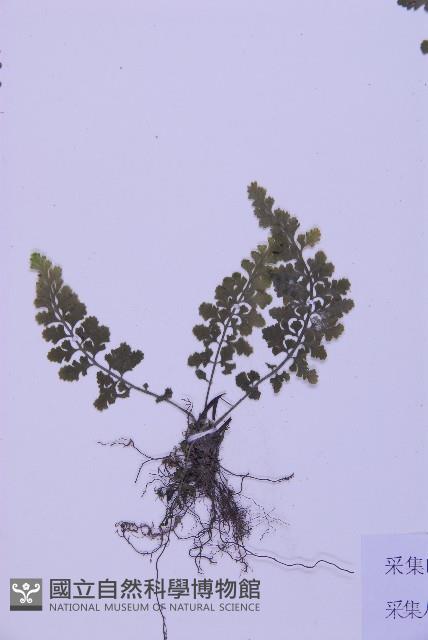 華中鐵角蕨藏品圖，第3張