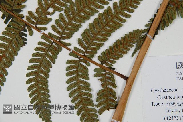 筆筒樹藏品圖，第3張