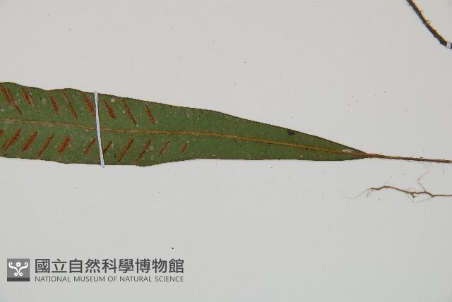 單葉雙蓋蕨藏品圖，第3張