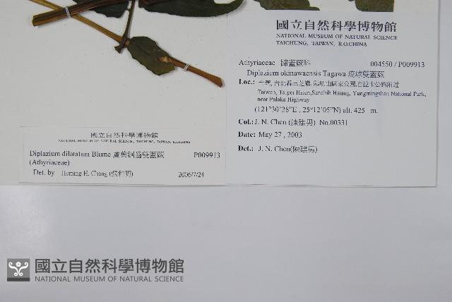 廣葉鋸齒雙蓋蕨藏品圖，第2張