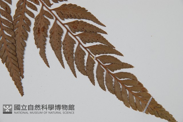 小葉複葉耳蕨藏品圖，第3張