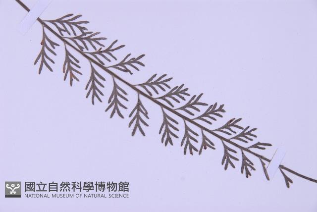 長生鐵角蕨藏品圖，第3張
