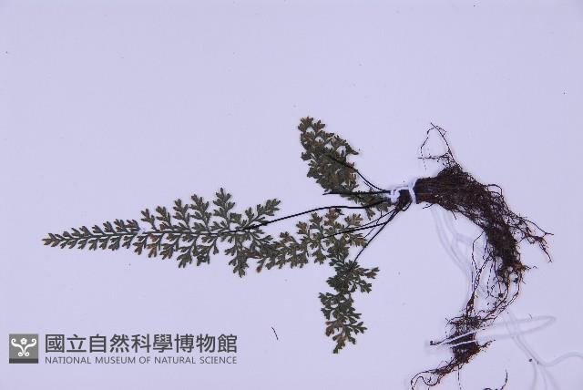 細葉鐵角蕨藏品圖，第3張