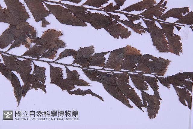 綠柄剪葉鐵角蕨藏品圖，第3張