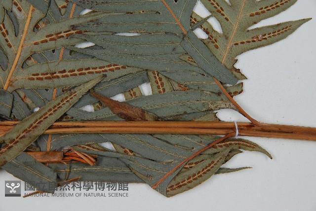 臺灣狗脊蕨藏品圖，第3張