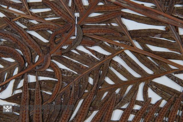 東方狗脊蕨藏品圖，第3張