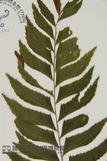剪葉鐵角蕨藏品圖，第3張