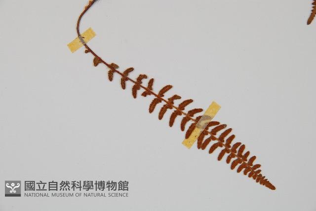 岩蕨藏品圖，第3張