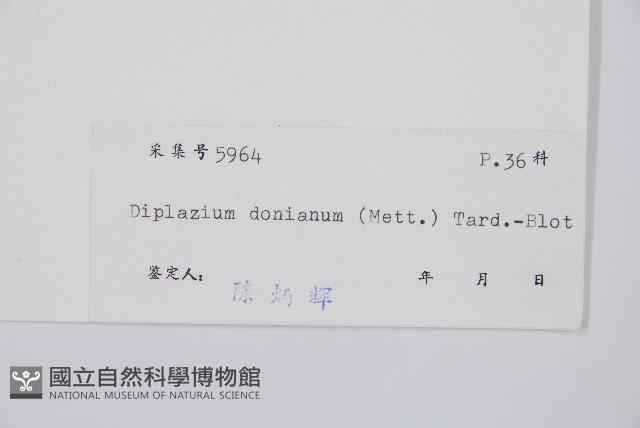 細柄雙蓋蕨藏品圖，第3張