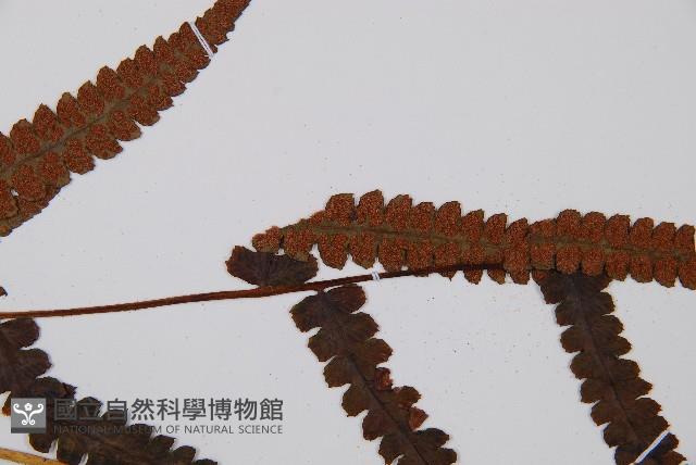 假蹄蓋蕨藏品圖，第3張