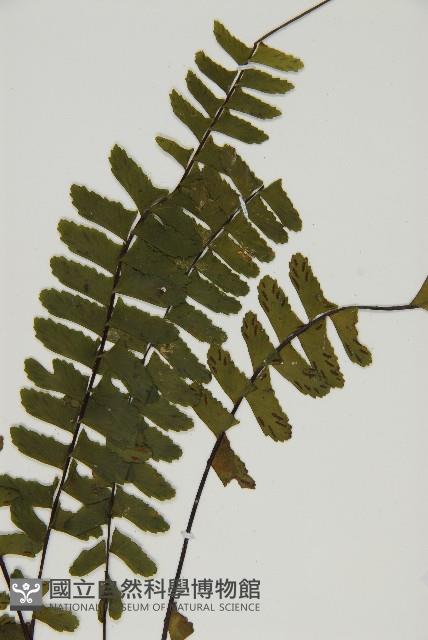 生芽鐵角蕨藏品圖，第3張