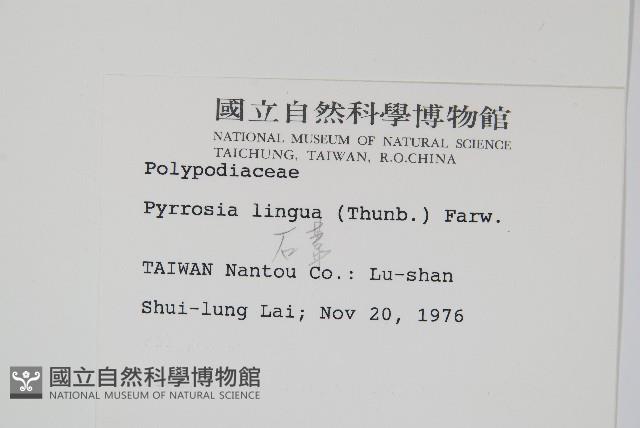 石葦藏品圖，第2張