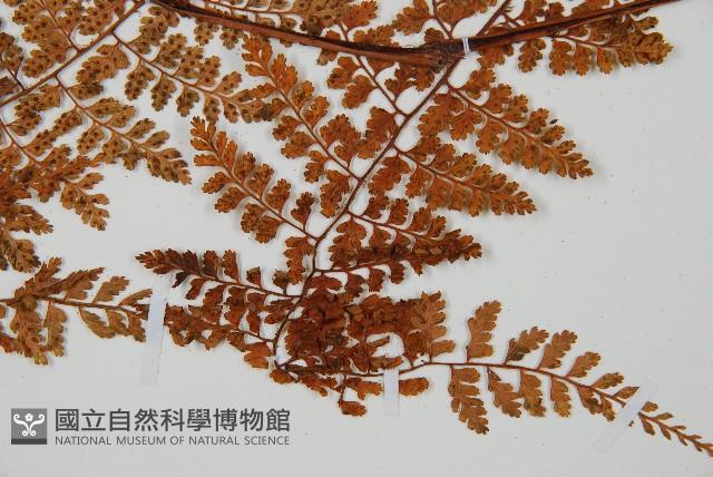 登錄號:P010753藏品圖，第3張