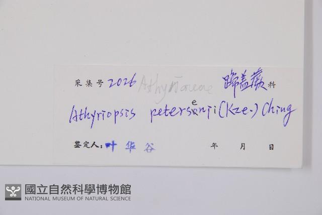 毛軸假蹄蓋蕨藏品圖，第2張