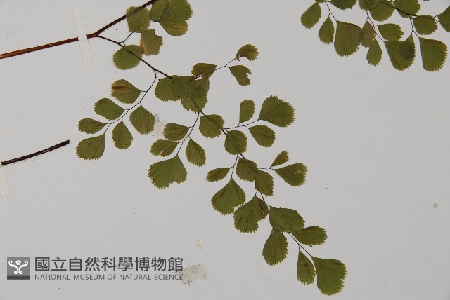 長蓋鐵線蕨藏品圖，第3張