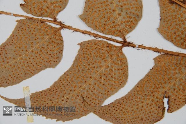 細齒貫眾蕨藏品圖，第3張