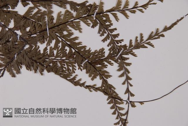 鞭葉鐵線蕨藏品圖，第2張