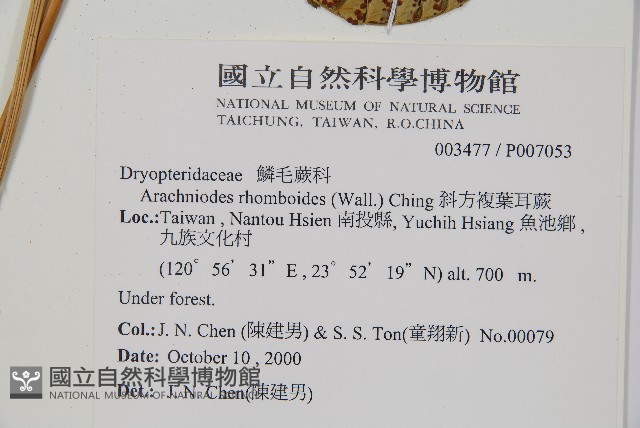 斜方複葉耳蕨藏品圖，第2張