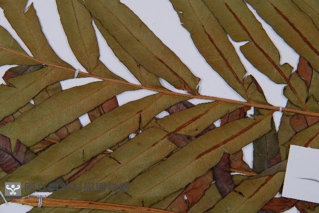 Oriental blechnum Collection Image, Figure 3, Total 5 Figures