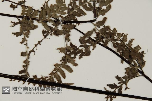 粉葉蕨藏品圖，第3張