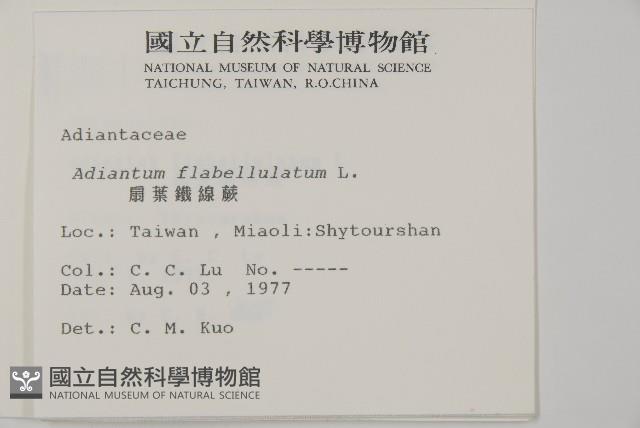 扇葉鐵線蕨藏品圖，第2張