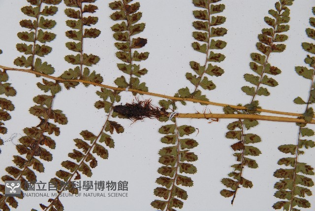 姬蹄蓋蕨藏品圖，第3張