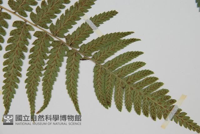 廣葉深山雙蓋蕨藏品圖，第3張