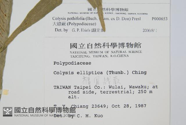 大線蕨藏品圖，第2張