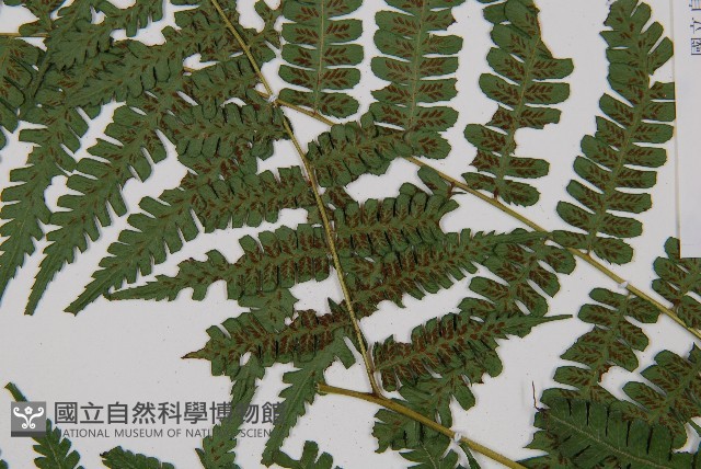 奄美雙蓋蕨藏品圖，第3張