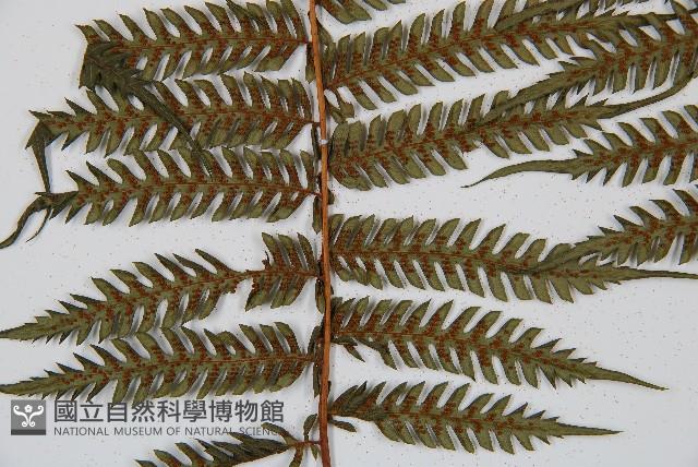 蘭嶼筆筒樹、蘭嶼桫欏藏品圖，第3張