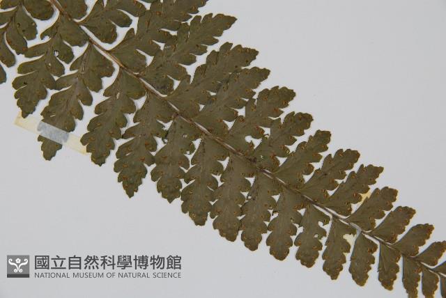 團羽鱗蓋蕨藏品圖，第3張