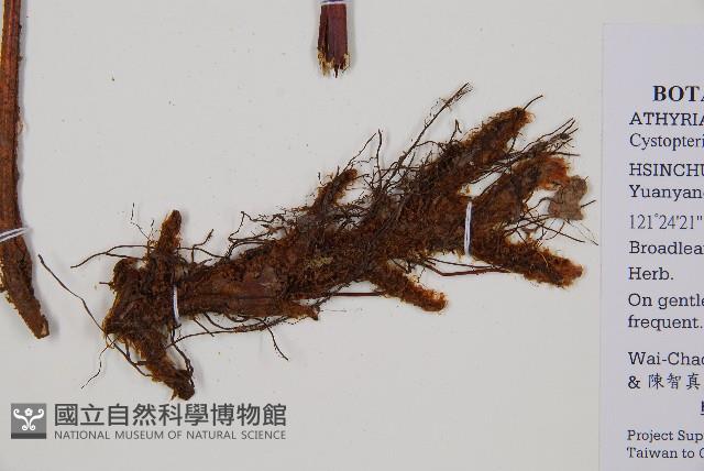 毛冷蕨藏品圖，第3張