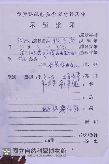 生芽鐵角蕨藏品圖，第3張