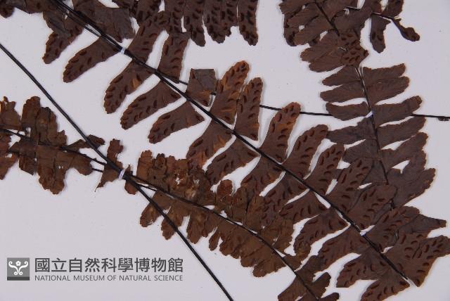 生芽鐵角蕨藏品圖，第3張