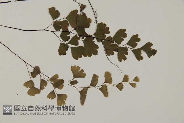 鐵線蕨藏品圖，第3張