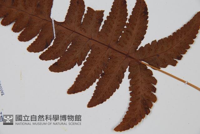 羽節蕨藏品圖，第3張