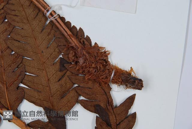 日本狗脊蕨藏品圖，第3張