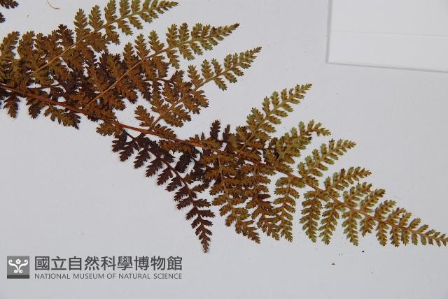 腺鱗毛蕨藏品圖，第3張