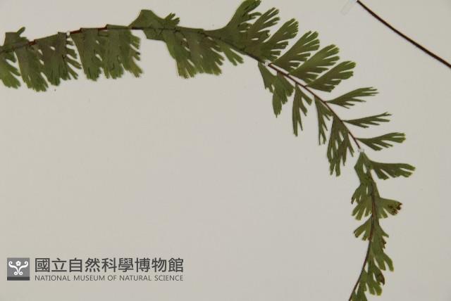 鞭葉鐵線蕨藏品圖，第3張