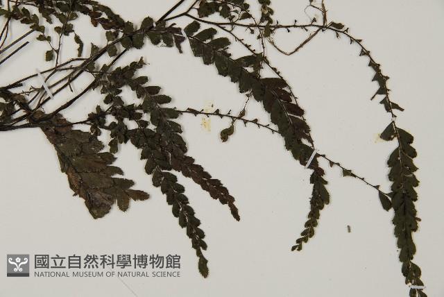 毛葉鐵線蕨藏品圖，第3張