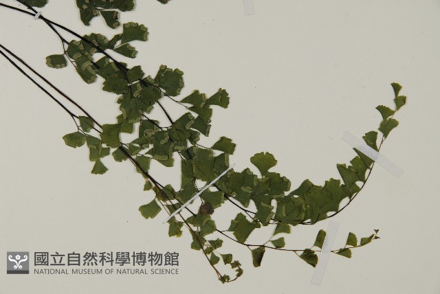 鐵線蕨藏品圖，第3張