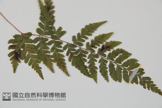 阿里山蹄蓋蕨藏品圖，第3張