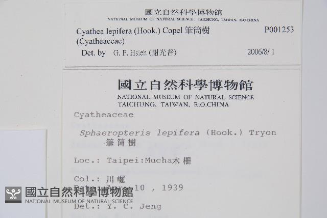 筆筒樹藏品圖，第2張