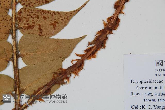 全緣貫眾蕨藏品圖，第3張