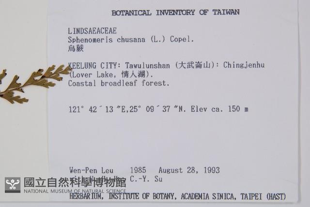 烏蕨藏品圖，第2張